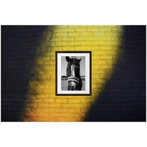 Framed Black & White Photo Print Poster "White Mule" on black and yellow brick wall. Shows beautiful horse with white mule. Photography by Jacob Sellström. Printed on matte paper with wooden frame. Two sizes: 8x10, 12x16.