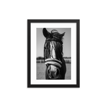 Framed Black & White Photo Print Poster "White Mule". Shows beautiful horse with white mule. Photography by Jacob Sellström. Printed on matte paper with wooden frame. Two sizes: 8x10, 12x16.