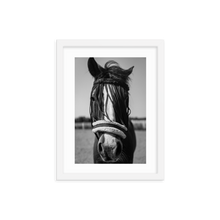 Framed Black & White Photo Print Poster "White Mule". Shows beautiful horse with white mule. Photography by Jacob Sellström. Printed on matte paper with wooden frame. Two sizes: 8x10, 12x16.