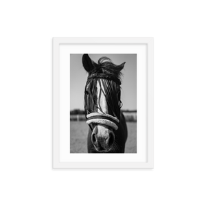 Framed Black & White Photo Print Poster "White Mule". Shows beautiful horse with white mule. Photography by Jacob Sellström. Printed on matte paper with wooden frame. Two sizes: 8x10, 12x16.